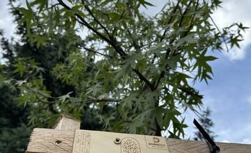 FOTO: Výsadba nových stromov v Dubnici nad Váhom