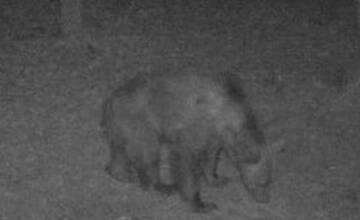 FOTO: Medveď sa pohyboval v blízkosti mesta Prievidza