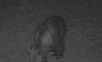 FOTO: Medveď sa pohyboval v blízkosti mesta Prievidza