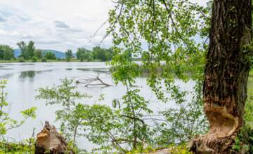 FOTO: Bobor ohryzoval stromy na sídlisku Sihoť, obyvatelia ich začali obaľovať fóliou 