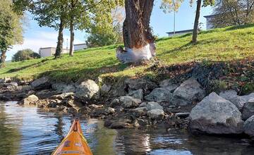 FOTO: Bobor ohryzoval stromy na sídlisku Sihoť, obyvatelia ich začali obaľovať fóliou 