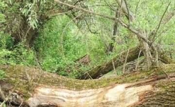 FOTO: Bobor ohryzoval stromy na sídlisku Sihoť, obyvatelia ich začali obaľovať fóliou 