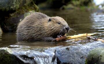 FOTO: Bobor ohryzoval stromy na sídlisku Sihoť, obyvatelia ich začali obaľovať fóliou 