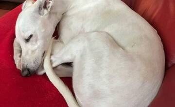 FOTO: Hľadá sa Twiggy! Naposledy ju videli v Prievidzi pri nákupnom centre Korzo