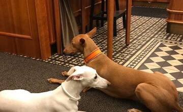 FOTO: Hľadá sa Twiggy! Naposledy ju videli v Prievidzi pri nákupnom centre Korzo