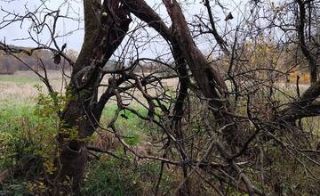 FOTO: Medveď po sebe zanechal stopy v mestskej časti Považskej Bystrice Orlové. Situáciu už rieši zásahový tím