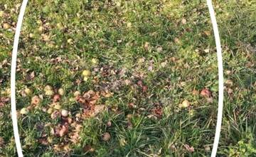 FOTO: Medveď po sebe zanechal stopy v mestskej časti Považskej Bystrice Orlové. Situáciu už rieši zásahový tím