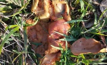 FOTO: Medveď po sebe zanechal stopy v mestskej časti Považskej Bystrice Orlové. Situáciu už rieši zásahový tím