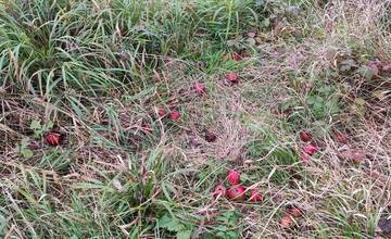 FOTO: Medveď po sebe zanechal stopy v mestskej časti Považskej Bystrice Orlové. Situáciu už rieši zásahový tím