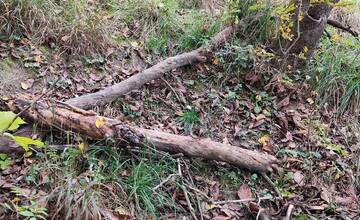 FOTO: Medveď po sebe zanechal stopy v mestskej časti Považskej Bystrice Orlové. Situáciu už rieši zásahový tím