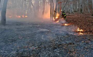 FOTO: Les v plameňoch