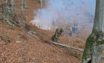 FOTO: Les v plameňoch