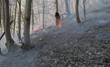 FOTO: Les v plameňoch