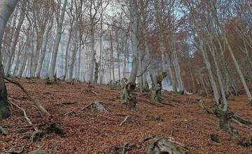 FOTO: Les v plameňoch