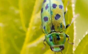 FOTO: Vzhľad novomestských cintorínov sa definitívne zmení. Mesto plánuje veľký výrub stromov