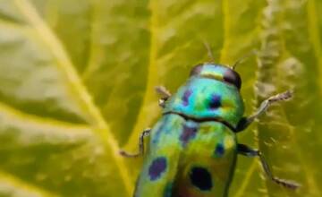 FOTO: Vzhľad novomestských cintorínov sa definitívne zmení. Mesto plánuje veľký výrub stromov