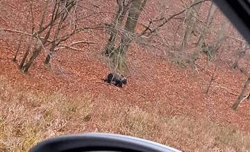 FOTO: Medveď sa pohyboval popri frekventovanej ceste pri obci Valaská Belá