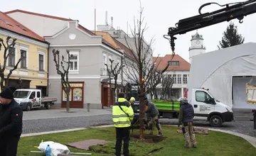 FOTO: Na Mierovom námestí v Trenčíne opäť stojí lipa. Tentokrát je to lipa malolistá