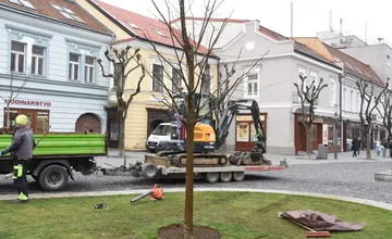 FOTO: Na Mierovom námestí v Trenčíne opäť stojí lipa. Tentokrát je to lipa malolistá