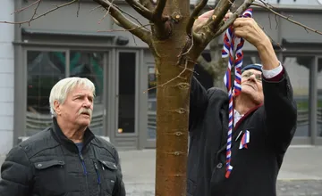 FOTO: Na Mierovom námestí v Trenčíne opäť stojí lipa. Tentokrát je to lipa malolistá