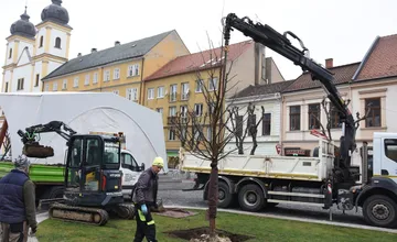 FOTO: Na Mierovom námestí v Trenčíne opäť stojí lipa. Tentokrát je to lipa malolistá
