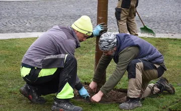 FOTO: Na Mierovom námestí v Trenčíne opäť stojí lipa. Tentokrát je to lipa malolistá