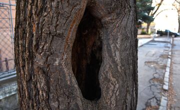 FOTO: Choré javory na Ulici 1. mája v Trenčíne museli odstrániť. Boli napadnuté hubou, ktorá spôsobuje rakovinu kôry