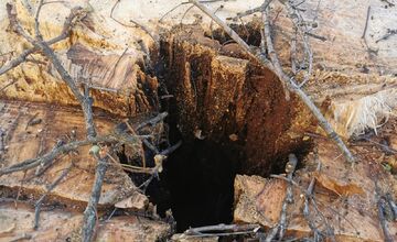 FOTO: Choré javory na Ulici 1. mája v Trenčíne museli odstrániť. Boli napadnuté hubou, ktorá spôsobuje rakovinu kôry