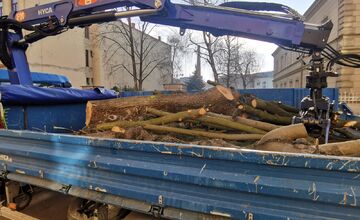 FOTO: Choré javory na Ulici 1. mája v Trenčíne museli odstrániť. Boli napadnuté hubou, ktorá spôsobuje rakovinu kôry