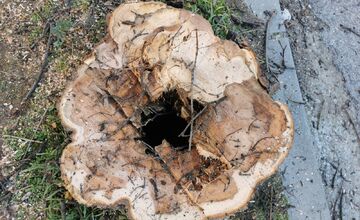 FOTO: Choré javory na Ulici 1. mája v Trenčíne museli odstrániť. Boli napadnuté hubou, ktorá spôsobuje rakovinu kôry