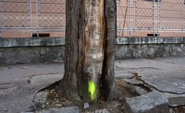 FOTO: Choré javory na Ulici 1. mája v Trenčíne museli odstrániť. Boli napadnuté hubou, ktorá spôsobuje rakovinu kôry