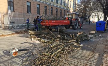 FOTO: Choré javory na Ulici 1. mája v Trenčíne museli odstrániť. Boli napadnuté hubou, ktorá spôsobuje rakovinu kôry