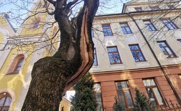 FOTO: Choré javory na Ulici 1. mája v Trenčíne museli odstrániť. Boli napadnuté hubou, ktorá spôsobuje rakovinu kôry