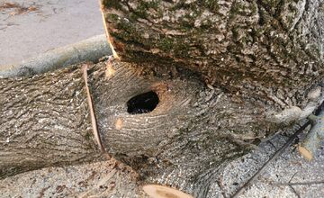 FOTO: Choré javory na Ulici 1. mája v Trenčíne museli odstrániť. Boli napadnuté hubou, ktorá spôsobuje rakovinu kôry