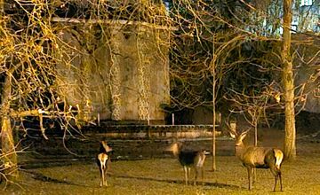 FOTO: Štvornohá návšteva Trenčianskych Teplíc počas noci. Okoloidúcim vyčarili úsmev na perách