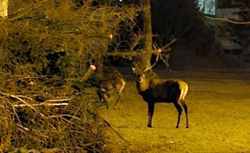 FOTO: Štvornohá návšteva Trenčianskych Teplíc počas noci. Okoloidúcim vyčarili úsmev na perách