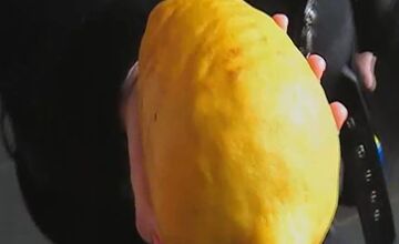 FOTO: V dubnickom kaštieli vypestovali obrovský citrus 