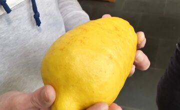 FOTO: V dubnickom kaštieli vypestovali obrovský citrus 