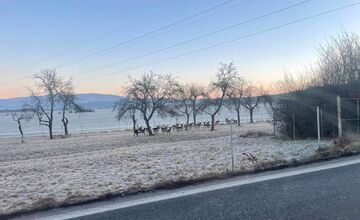 FOTO: Vodiči musia byť obozretní na ceste pri Majeri v Prievidzskom okrese