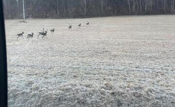 FOTO: Vodiči musia byť obozretní na ceste pri Majeri v Prievidzskom okrese