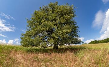 FOTO: 150 ročná hruška z Bošáce bojuje o titul strom Európy