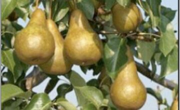 FOTO: 150 ročná hruška z Bošáce bojuje o titul strom Európy