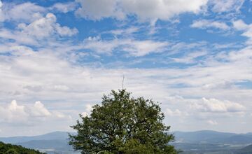 FOTO: 150 ročná hruška z Bošáce bojuje o titul strom Európy