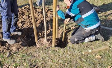 FOTO: Výsadba stromov v Partizánskom