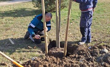 FOTO: Výsadba stromov v Partizánskom