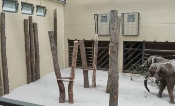 FOTO: Slon TEMBO preveruje silu ošetrovateľov 