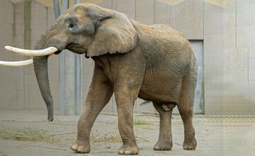 FOTO: Slon TEMBO preveruje silu ošetrovateľov 