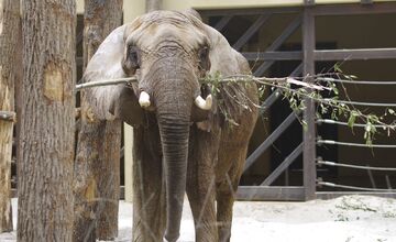 FOTO: Slon TEMBO preveruje silu ošetrovateľov 