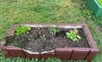 FOTO: Obyvateľka Trenčína kúpila a posadila kvety, ktoré niekto do rána ukradol 