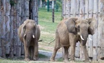 FOTO: Infekčné ochorenie ohrozuje aj vzácne druhy živočíchov v Bojnickej zoo
